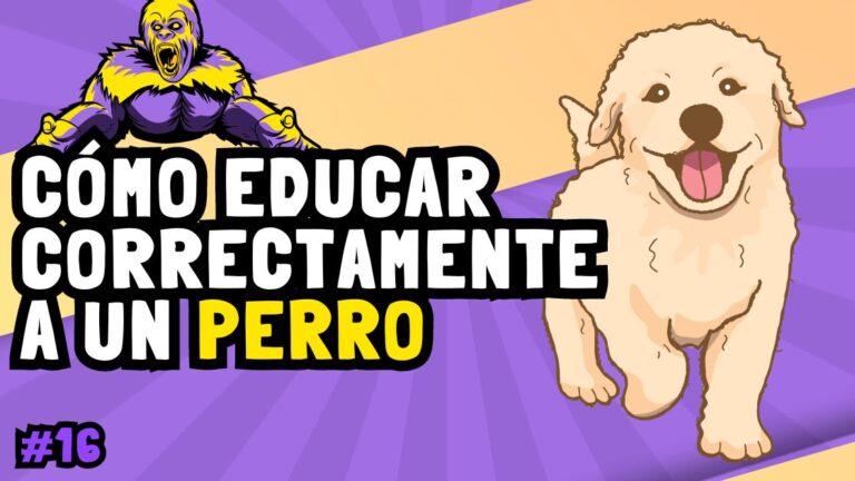 C Mo Educar Correctamente A Un Perro Academia Gratuita