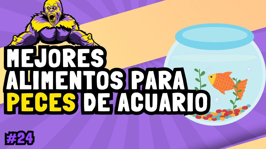 Cuáles son los mejores alimentos para peces de acuario Academia