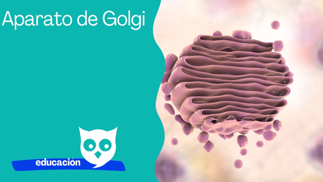 Aparato-de-Golgi