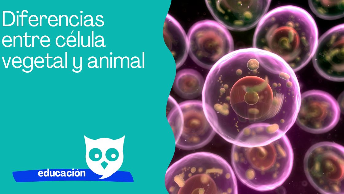 Diferencias entre célula vegetal y animal