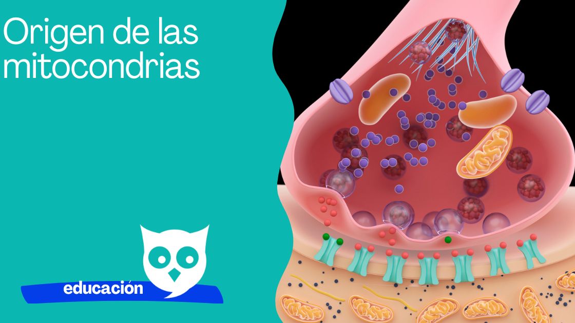 Origen de las mitocondrias