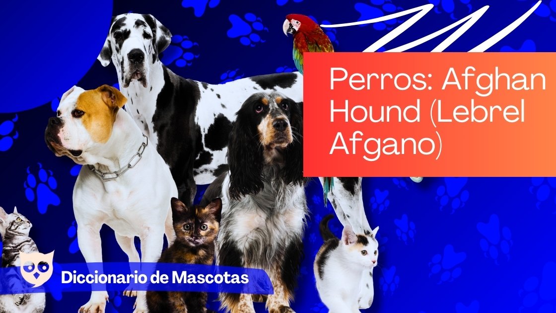 Perros Afghan Hound (Lebrel Afgano)