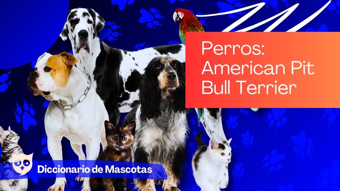 Perros American Pit Bull Terrier
