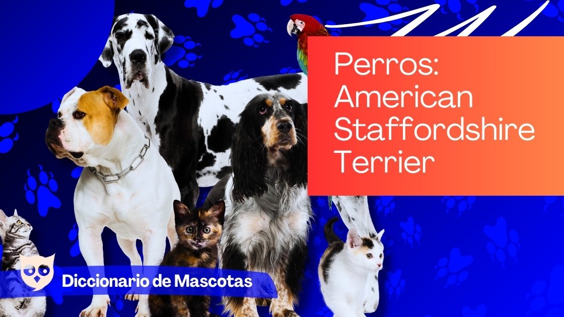 American Staffordshire Terrier