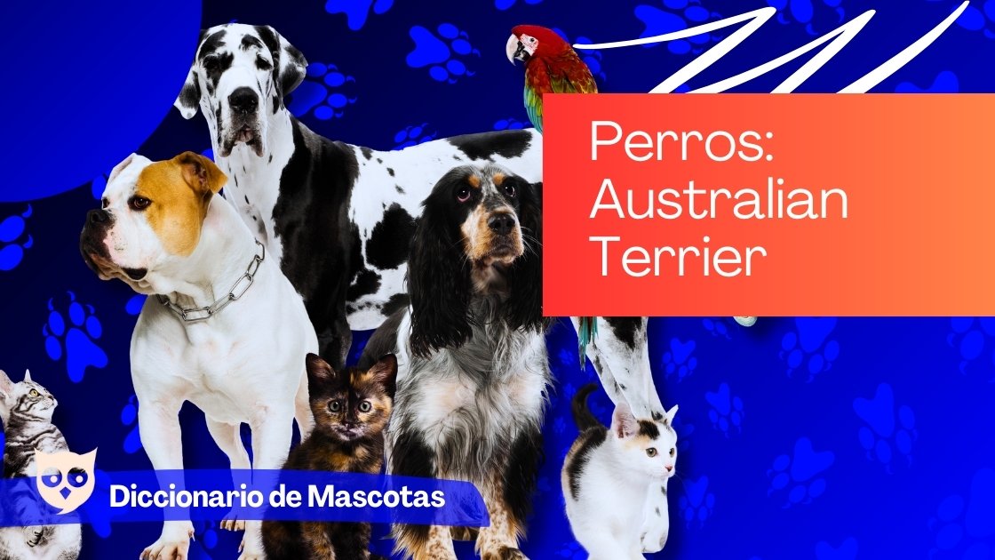 Perros Australian Terrier