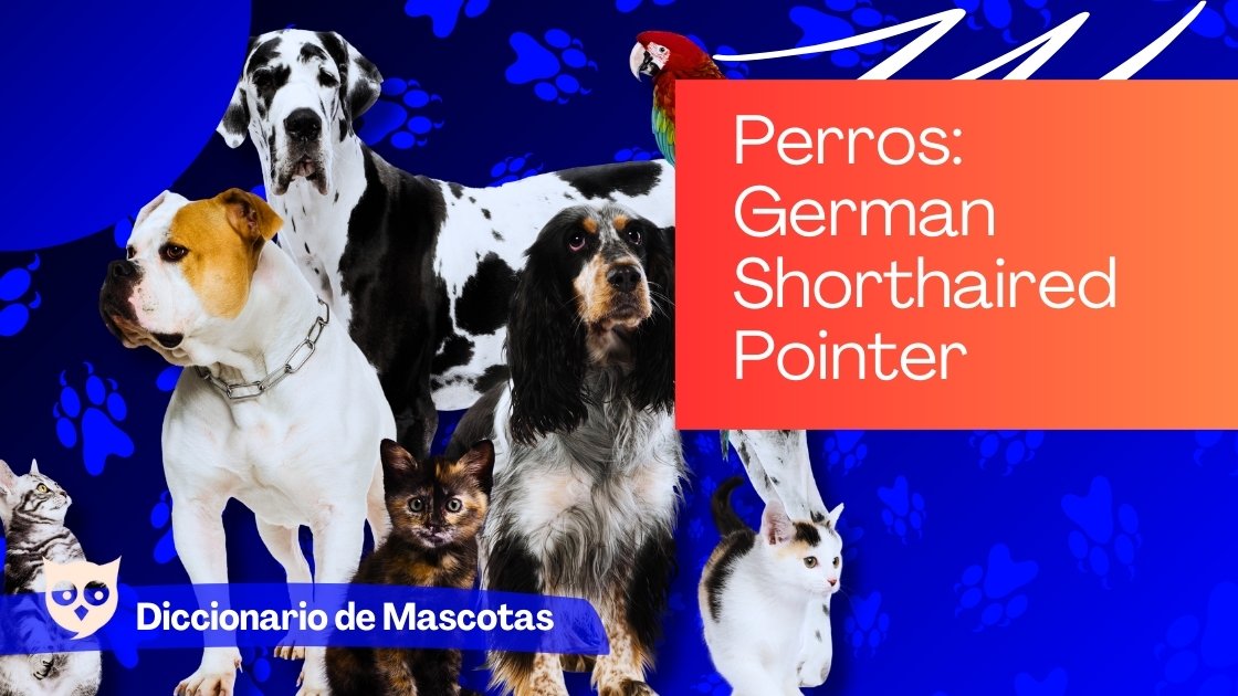 Perros German Shorthaired Pointer