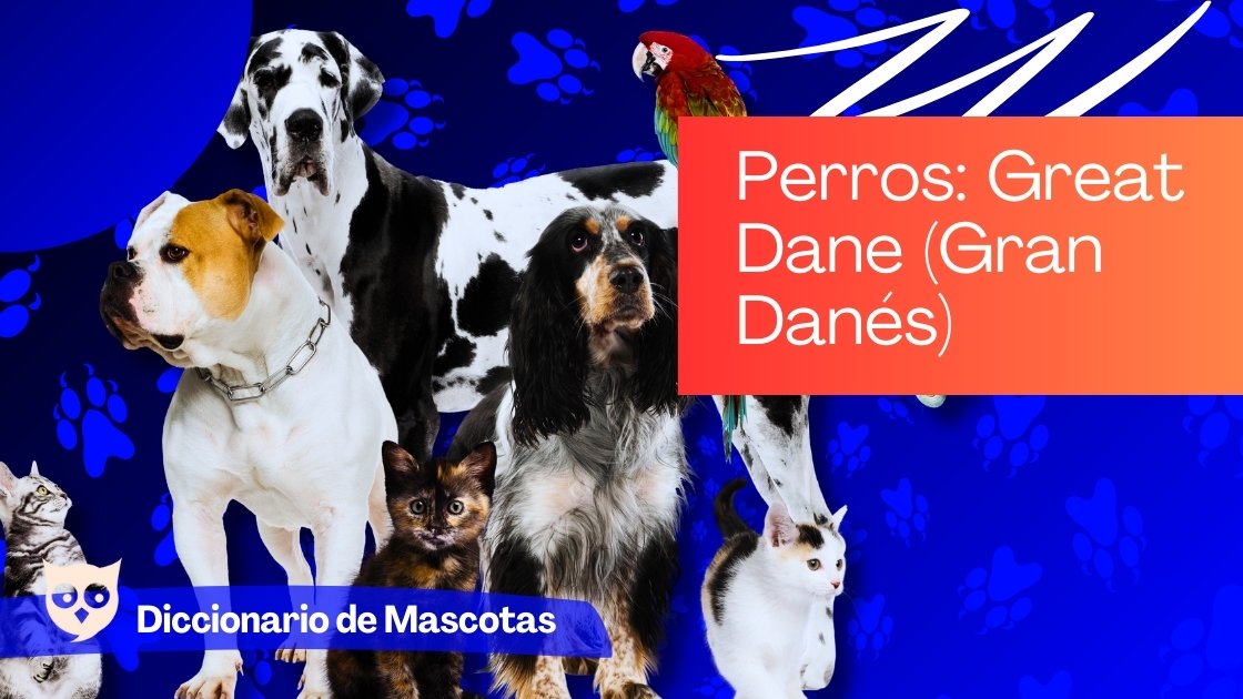 Perros Great Dane (Gran Danés)