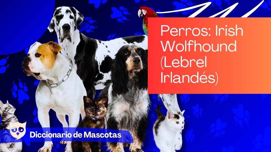 Perros Irish Wolfhound (Lebrel Irlandés)