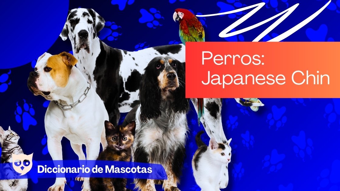 Perros Japanese Chin