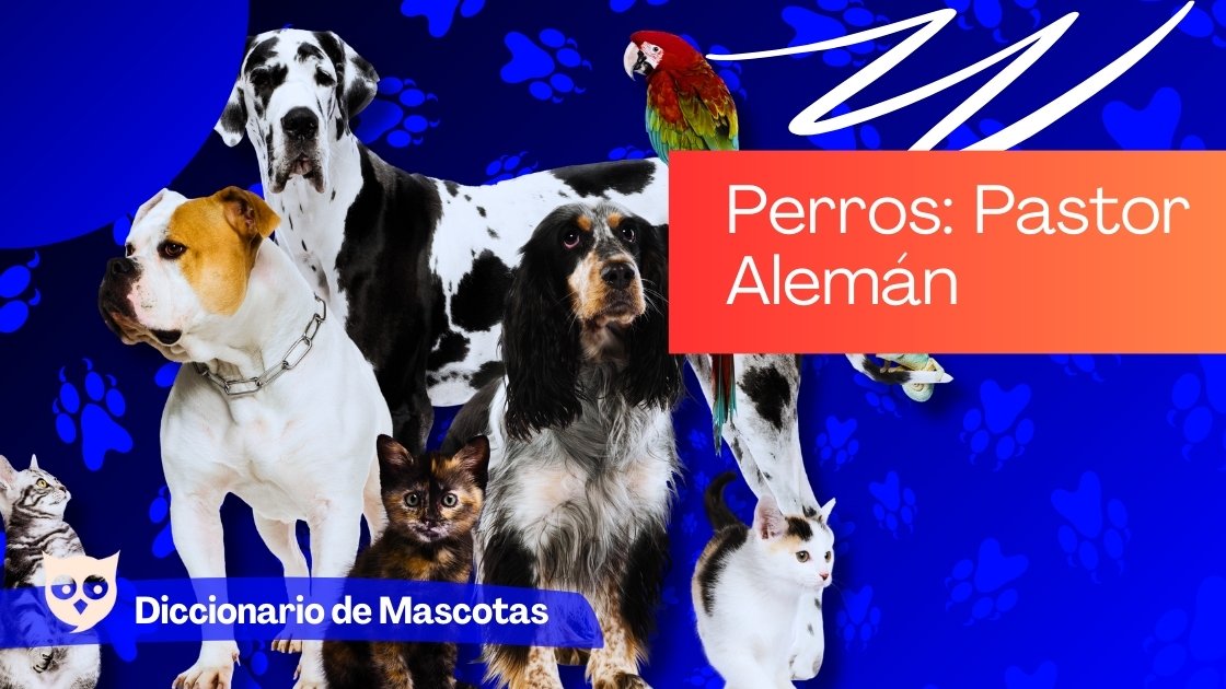 Perros: Pastor Alemán en Diccionario de mascotas — Academia Gratuita