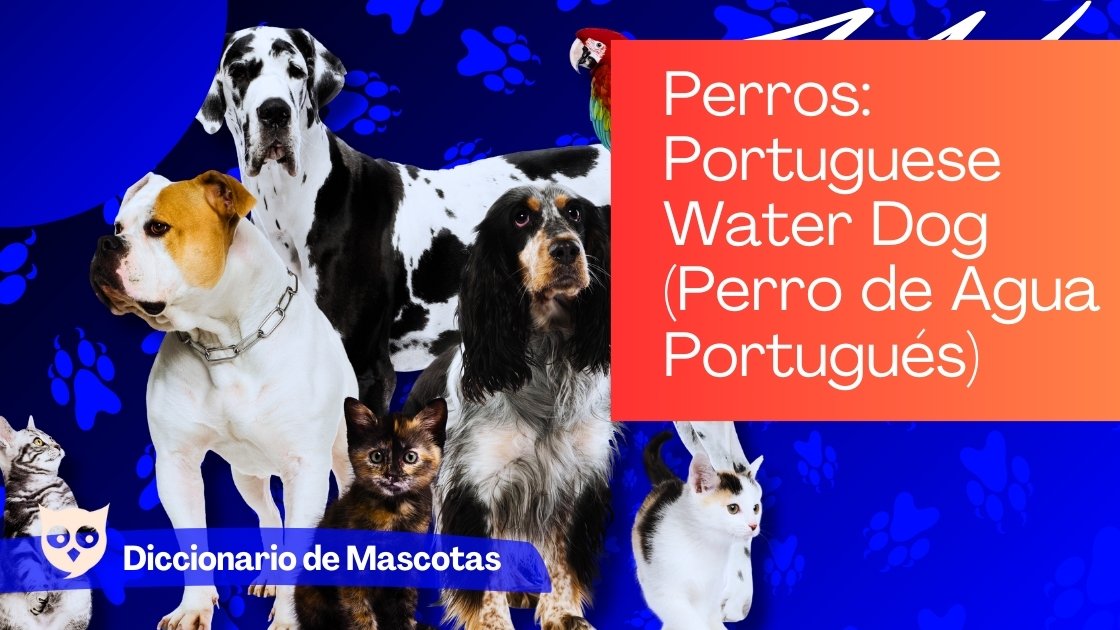 Perros Portuguese Water Dog (Perro de Agua Portugués)