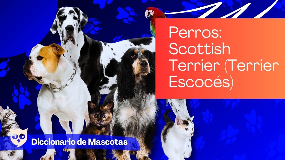 Perros Scottish Terrier (Terrier Escocés)