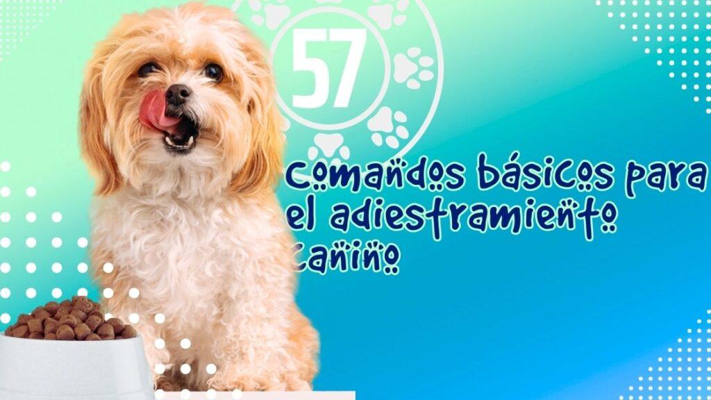 Comandos básicos para el adiestramiento canino