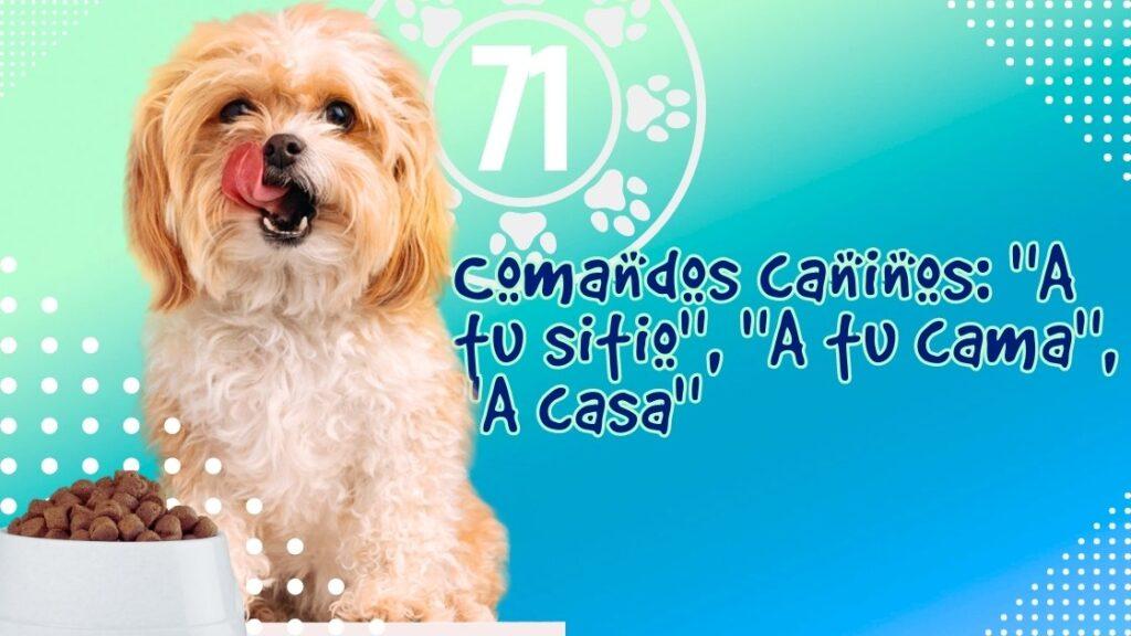 Comandos caninos: "A tu sitio", "A tu cama", "A casa"