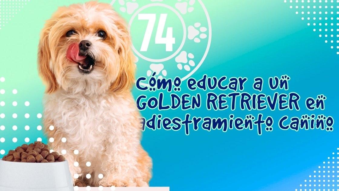 Cómo educar a un GOLDEN RETRIEVER en adiestramiento canino