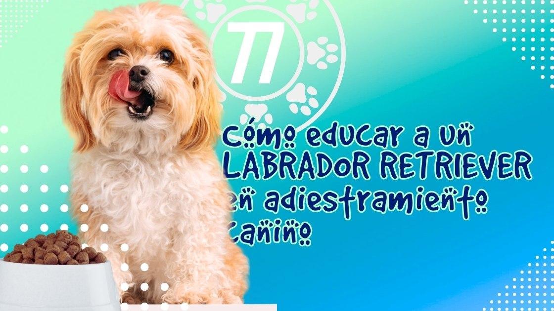 Cómo educar a un LABRADOR RETRIEVER en adiestramiento canino