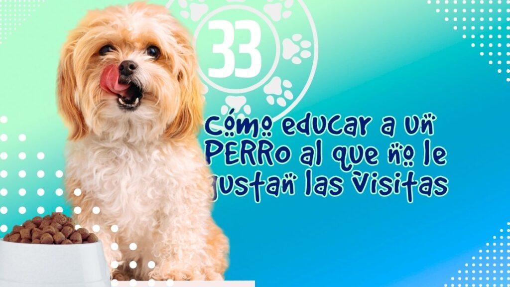 Cómo educar a un PERRO al que no le gustan las visitas