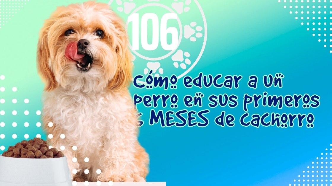 Cómo educar a un perro en sus primeros 6 MESES de cachorro