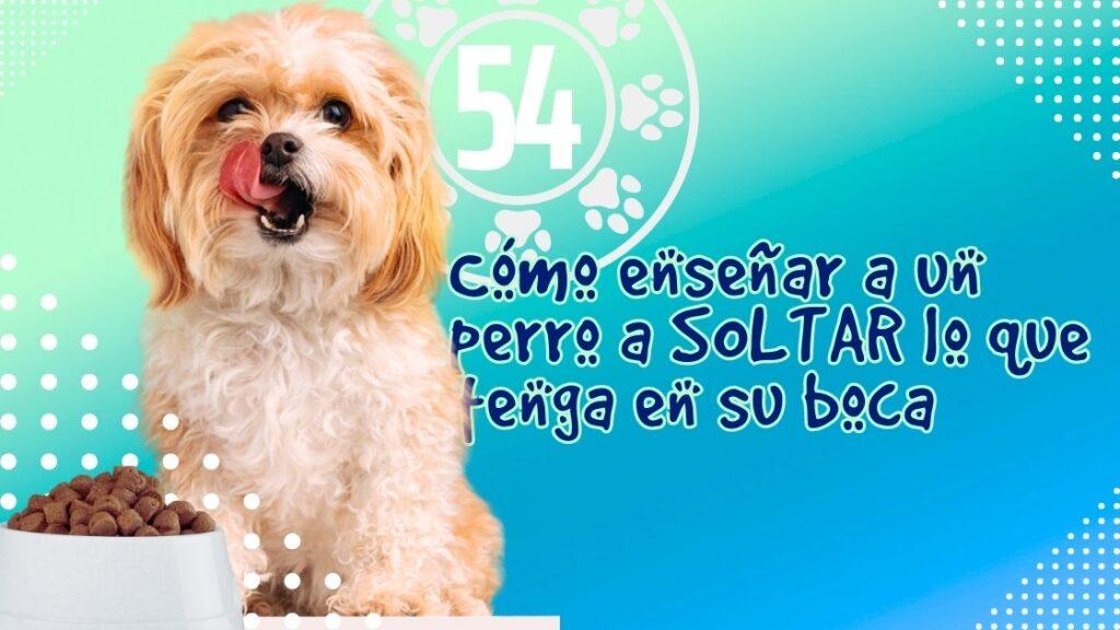 Cómo enseñar a un perro a SOLTAR lo que tenga en su boca
