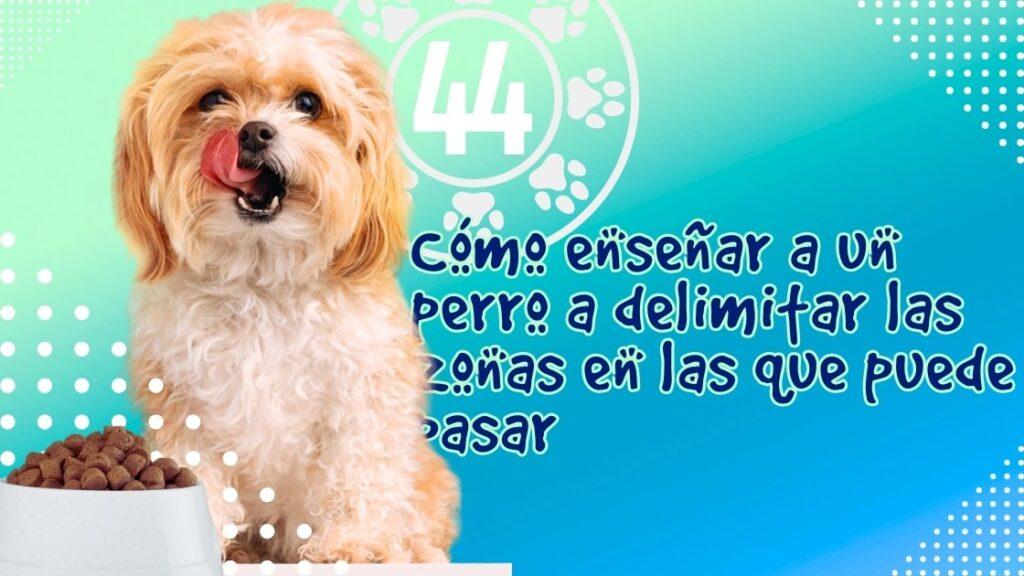 Cómo enseñar a un perro a delimitar las zonas en las que puede pasar