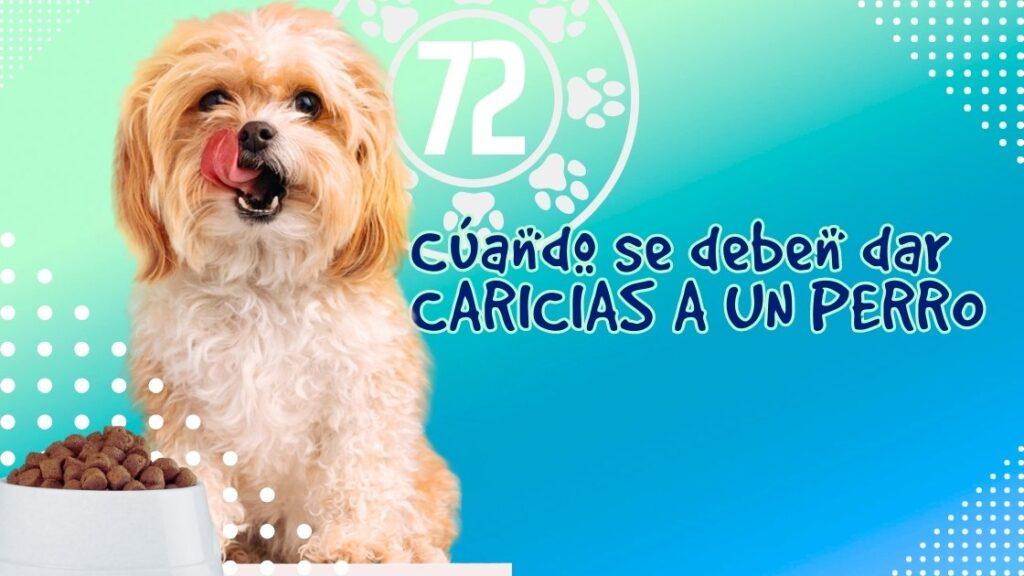 Cúando se deben dar CARICIAS A UN PERRO