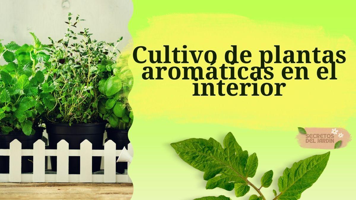 Cultivo de plantas aromáticas en el interior