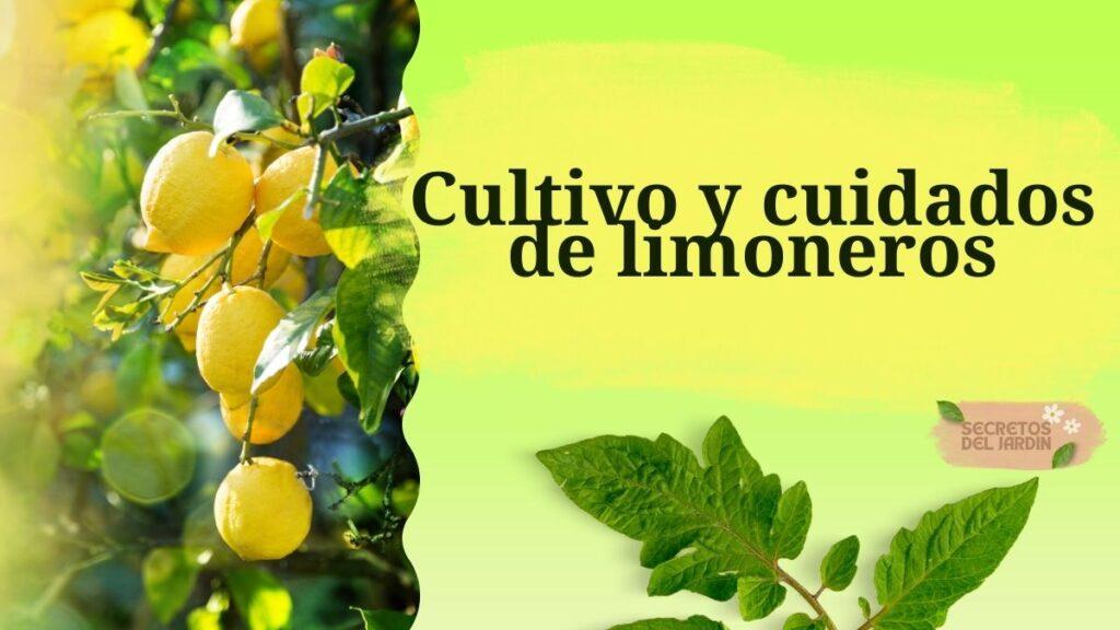 Cultivo y cuidados de limoneros