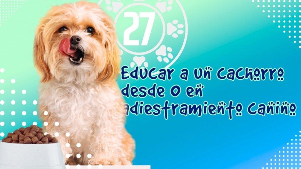 Educar a un cachorro desde 0 en adiestramiento canino