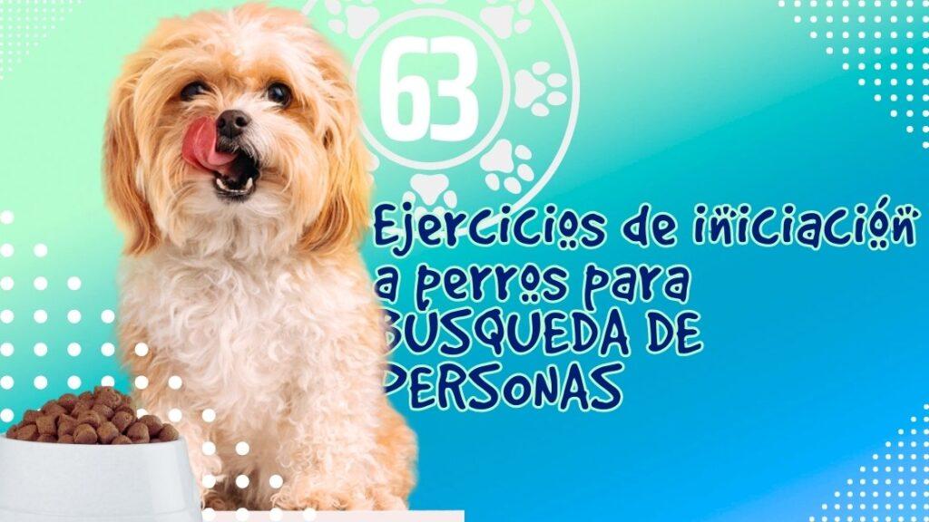 Ejercicios de iniciación a perros para BÚSQUEDA DE PERSONAS