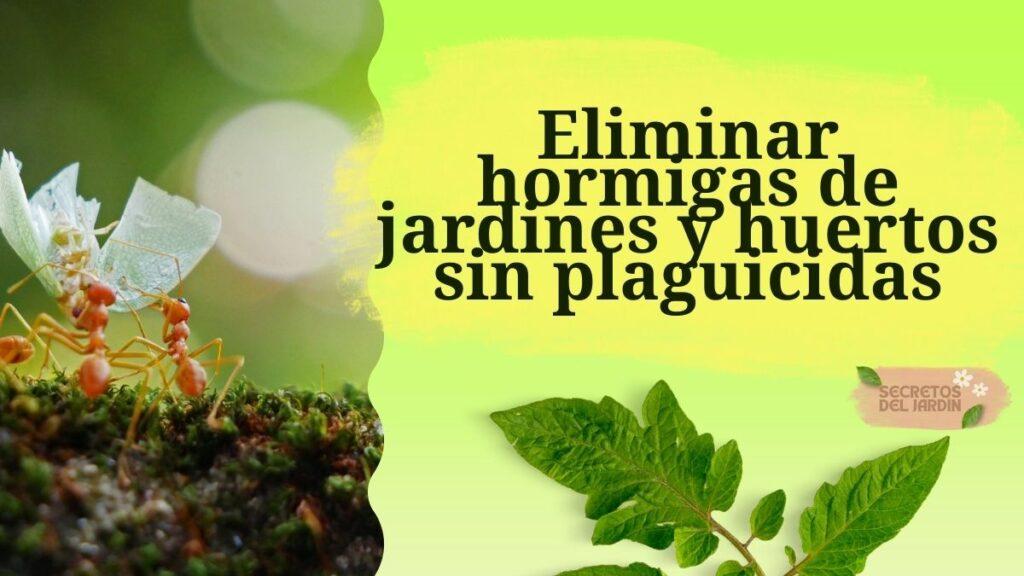 Eliminar hormigas de jardines y huertos sin plaguicidas