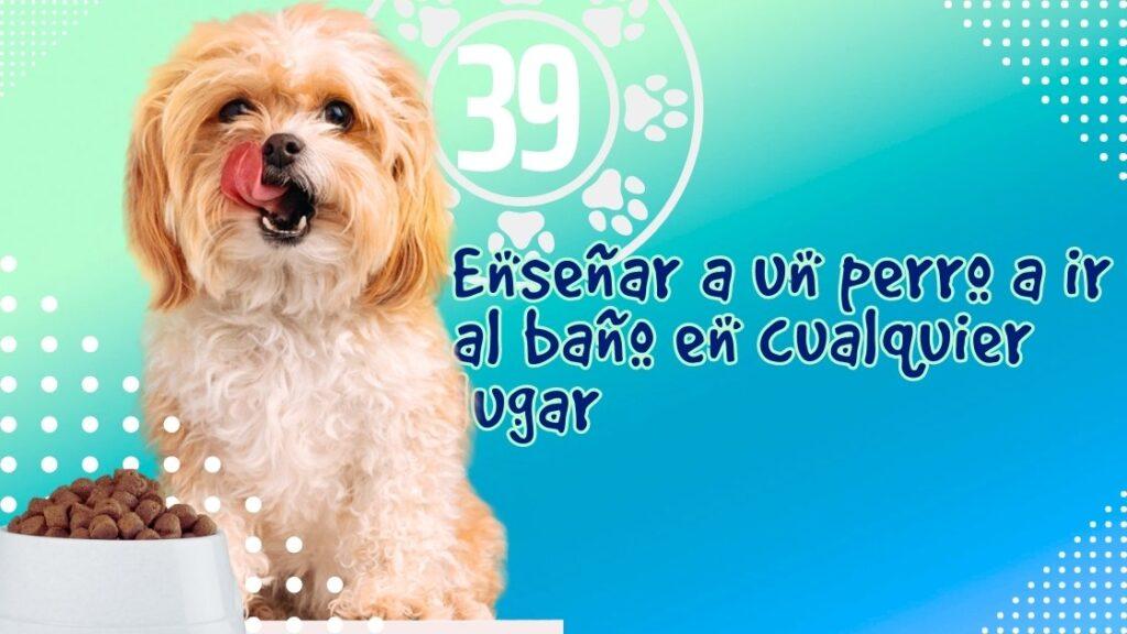 Enseñar a un perro a ir al baño en cualquier lugar
