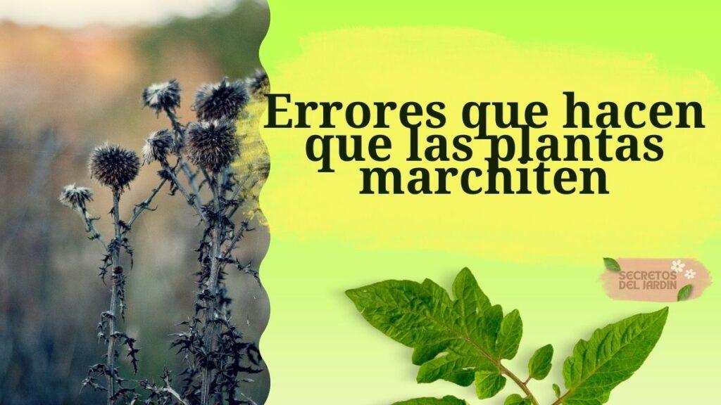 Errores que hacen que las plantas marchiten