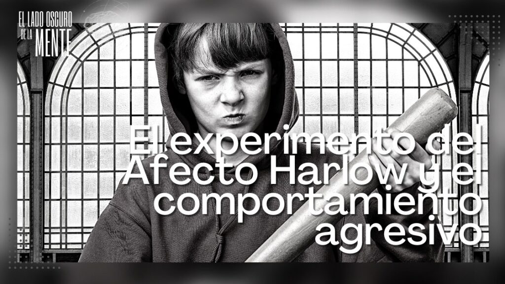 El experimento del Afecto Harlow y el comportamiento agresivo