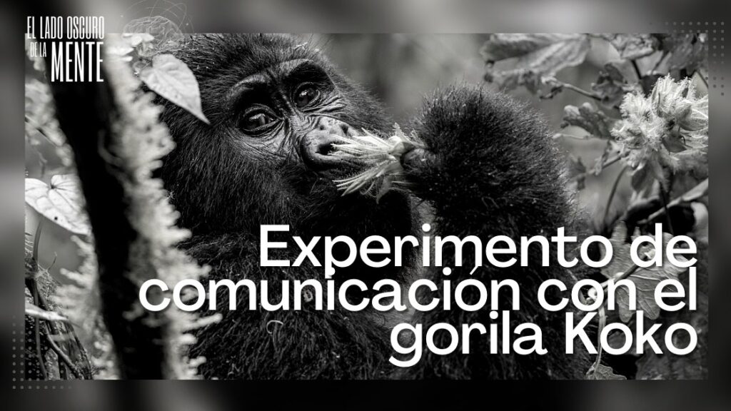Experimento de comunicación con el gorila Koko