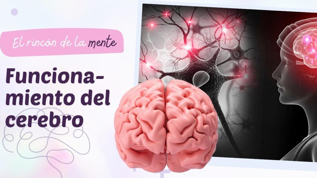 Funcionamiento del cerebro