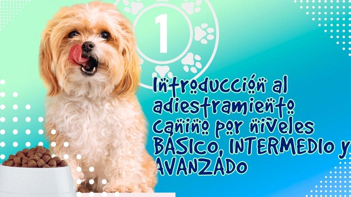 Introducción al adiestramiento canino por niveles BÁSICO, INTERMEDIO y AVANZADO