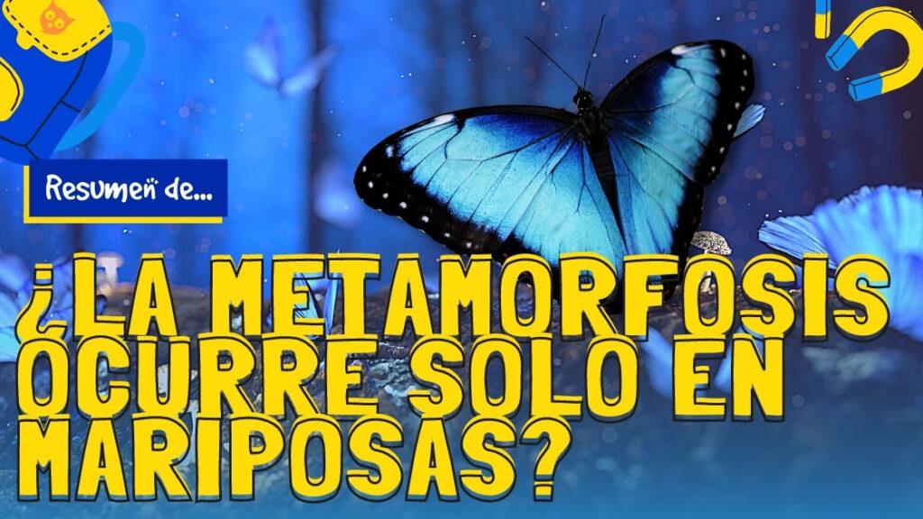 Metamoforsis solo en mariposas