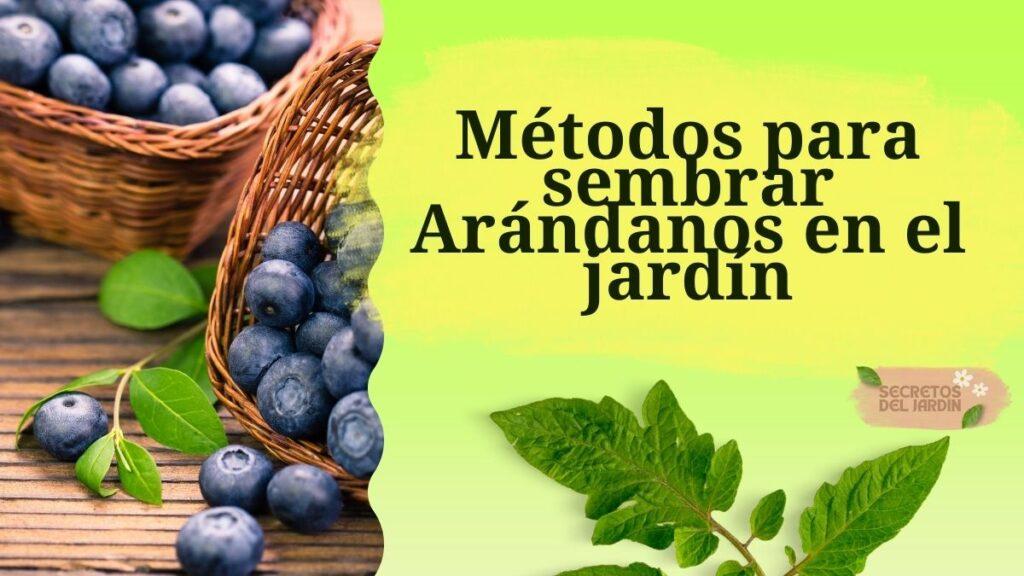 Métodos para sembrar Arándanos en el jardín