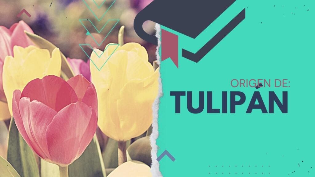 Tulipán