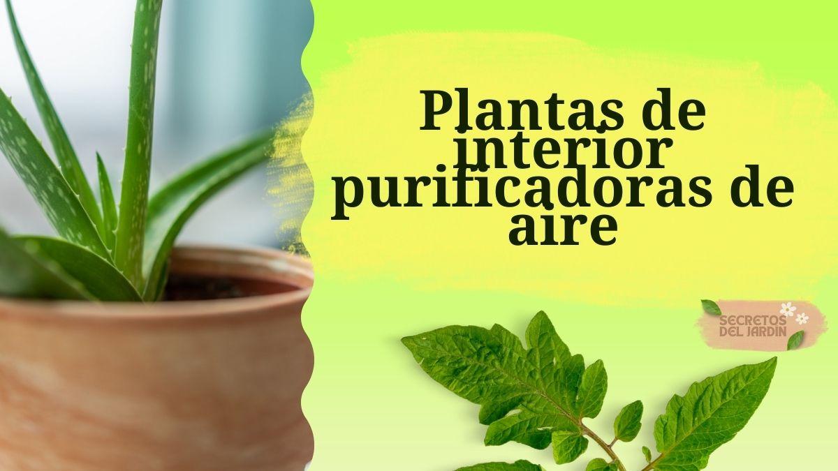 Plantas de interior purificadoras de aire