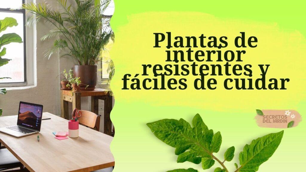 Plantas de interior resistentes y fáciles de cuidar