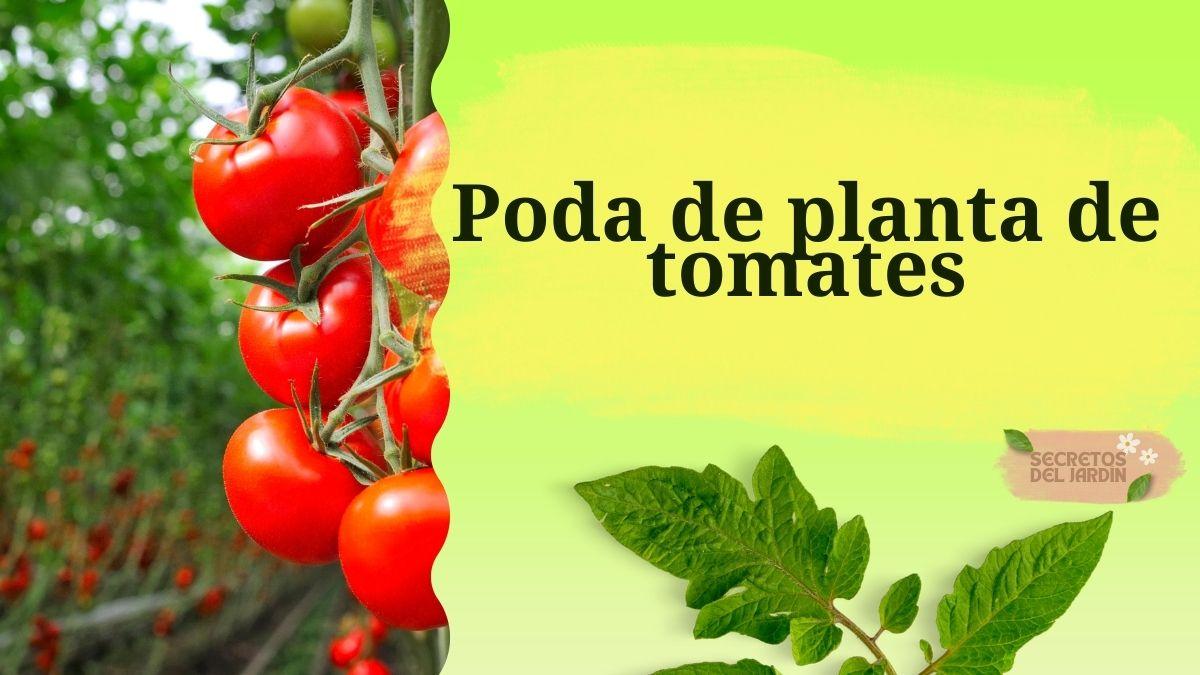 Poda de planta de tomates