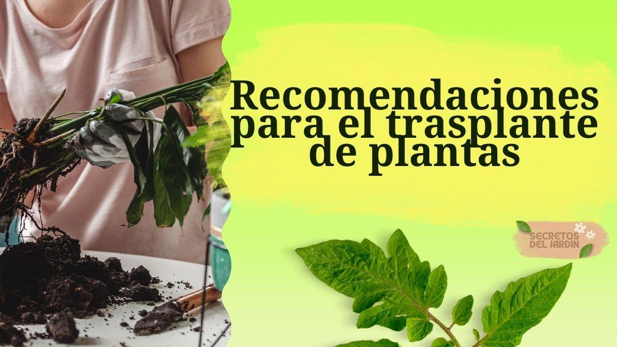Recomendaciones para el trasplante de plantas