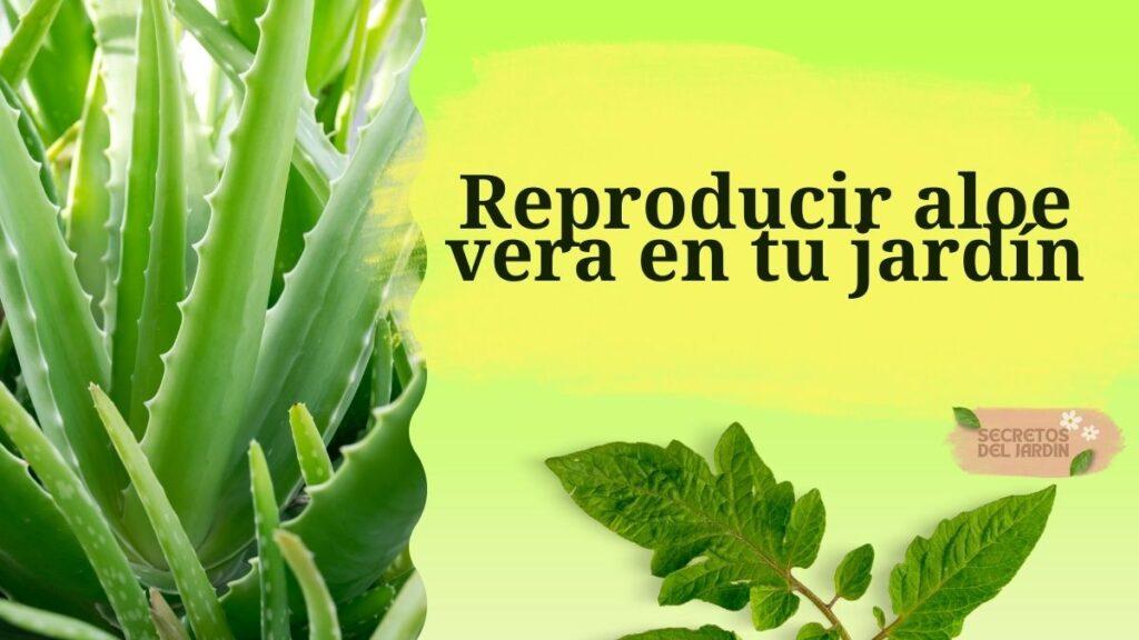 Reproducir aloe vera en tu jardín