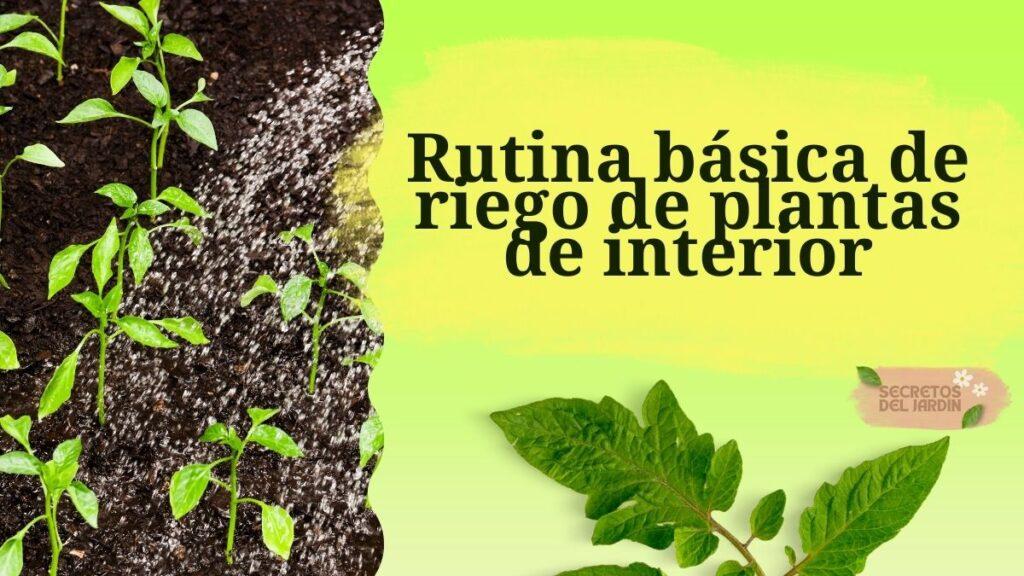 Rutina básica de riego de plantas de interior