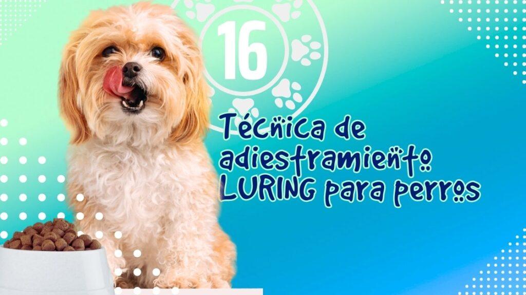 Técnica de adiestramiento LURING para perros