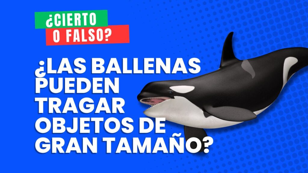 ballenas tragar objetos grandes